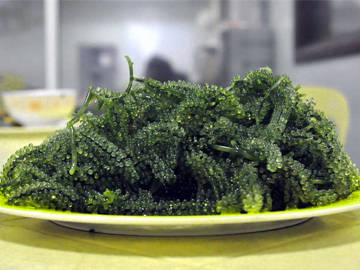 seaweed protein