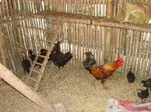 Breeder House For Philippine Native Chicken By Philippine Native ...
